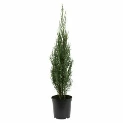 BAUHAUS Wacholder Juniperus Scopulorum 'Blue Arrow', Topfvolumen: 2,3 L, Aktuelle Wuchshöhe: 20 Cm - 30 Cm