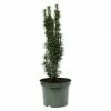 BAUHAUS Heimische Eibe Taxus Baccata 'Fastigiata Robusta', Aktuelle Wuchshöhe: 20 Cm - 30 Cm -Gartenpflanzen Verkäufe 12 606