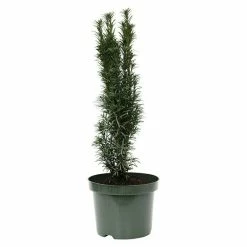 BAUHAUS Heimische Eibe Taxus Baccata 'Fastigiata Robusta', Aktuelle Wuchshöhe: 20 Cm - 30 Cm