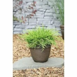 BAUHAUS Wacholder Juniperus Chinensis 'Golden Saucer', Topfvolumen: 2,3 L, Aktuelle Wuchshöhe: 20 Cm - 30 Cm