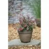 BAUHAUS Berberitze Berberis Thunbergii 'Atropurpurea Nana', 3,4 L, 20 Cm - 30 Cm -Gartenpflanzen Verkäufe 12 609