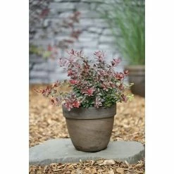 BAUHAUS Berberitze Berberis Thunbergii 'Atropurpurea Nana', 3,4 L, 20 Cm - 30 Cm