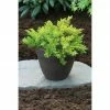BAUHAUS Wacholder Juniperus Conferta 'Allgold', Topfvolumen: 2,3 L, Aktuelle Wuchshöhe: 20 Cm - 30 Cm -Gartenpflanzen Verkäufe 12 610