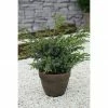 BAUHAUS Wacholder Juniperus Chinensis 'Blue Alps', Topfvolumen: 2,3 L, Aktuelle Wuchshöhe: 20 Cm - 30 Cm -Gartenpflanzen Verkäufe 12 611