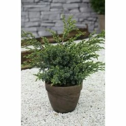 BAUHAUS Wacholder Juniperus Chinensis 'Blue Alps', Topfvolumen: 2,3 L, Aktuelle Wuchshöhe: 20 Cm - 30 Cm