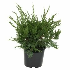 BAUHAUS Wacholder Juniperus Media 'Mint Julep', Topfvolumen: 4,6 L, Aktuelle Wuchshöhe: 30 Cm - 50 Cm