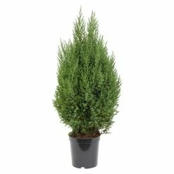 BAUHAUS Wacholder Juniperus Chinensis 'Stricta', Topfvolumen: 6 L, Aktuelle Wuchshöhe: 50 Cm - 70 Cm