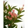 BAUHAUS Weigelie Weigela Florida 'All Summer Peach'(S), 30 Cm - 50 Cm -Gartenpflanzen Verkäufe 12 616
