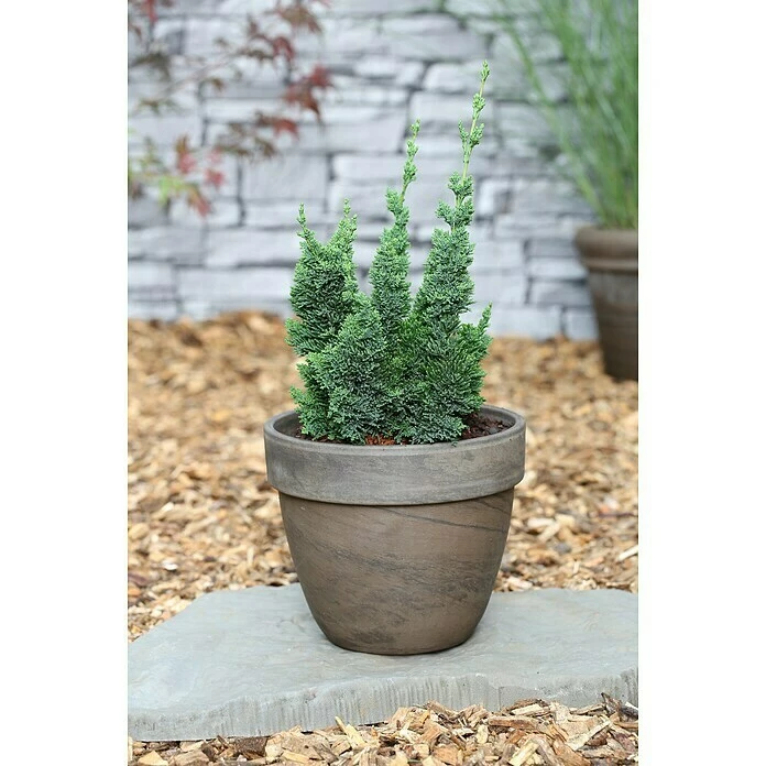 BAUHAUS Lawsons Scheinzypresse Chamaecyparis Lawsoniana 'Wisselii', Aktuelle Wuchshöhe: 15 Cm - 20 Cm 3 BAUHAUS Lawsons Scheinzypresse Chamaecyparis Lawsoniana 'Wisselii', Aktuelle Wuchshöhe: 15 Cm - 20 Cm