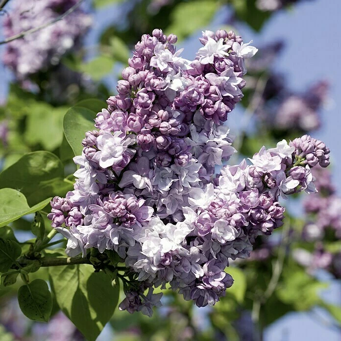 BAUHAUS Flieder Syringa Vulgaris 'Katharine Havemeyer' 3 BAUHAUS Flieder Syringa Vulgaris 'Katharine Havemeyer'