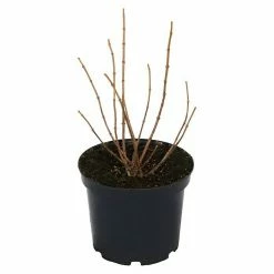 BAUHAUS Schmetterlings-Hortensie 'Sternfalter' Hydrangea Paniculata 'Sternfalter', Weiß 6 BAUHAUS Schmetterlings-Hortensie 'Sternfalter' Hydrangea Paniculata 'Sternfalter', Weiß -Gartenpflanzen Verkäufe 12 620