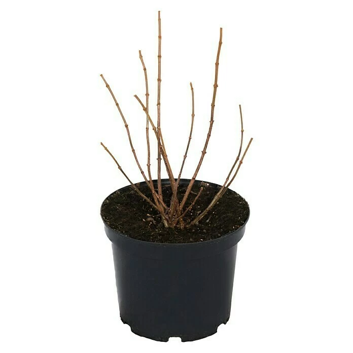 BAUHAUS Schmetterlings-Hortensie 'Sternfalter' Hydrangea Paniculata 'Sternfalter', Weiß 4 BAUHAUS Schmetterlings-Hortensie 'Sternfalter' Hydrangea Paniculata 'Sternfalter', Weiß – Bild 2