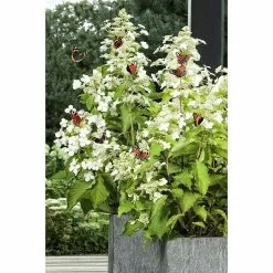 BAUHAUS Schmetterlings-Hortensie 'Sternfalter' Hydrangea Paniculata 'Sternfalter', Weiß 7 BAUHAUS Schmetterlings-Hortensie 'Sternfalter' Hydrangea Paniculata 'Sternfalter', Weiß -Gartenpflanzen Verkäufe 12 621