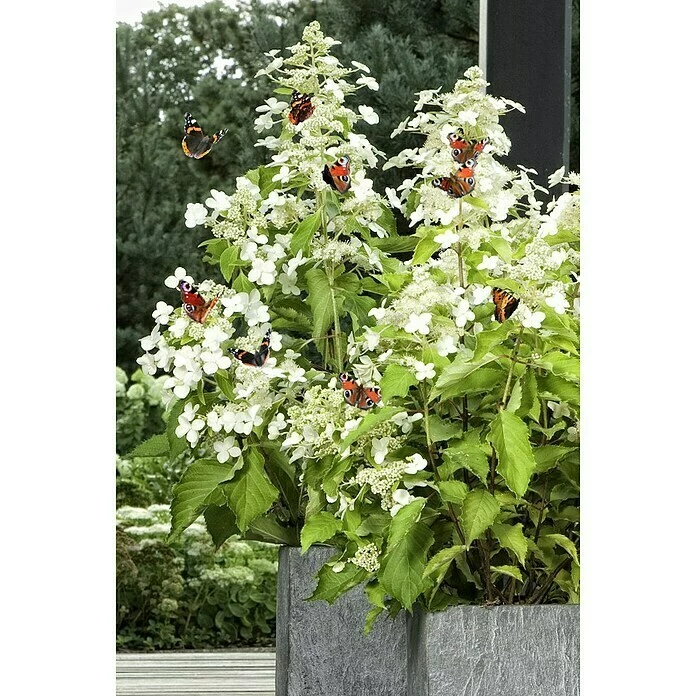 BAUHAUS Schmetterlings-Hortensie 'Sternfalter' Hydrangea Paniculata 'Sternfalter', Weiß 5 BAUHAUS Schmetterlings-Hortensie 'Sternfalter' Hydrangea Paniculata 'Sternfalter', Weiß – Bild 3