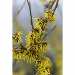 BAUHAUS Zaubernuss Hamamelis Intermedia 'Westerstede', 50 Cm - 70 Cm, Hellgelb