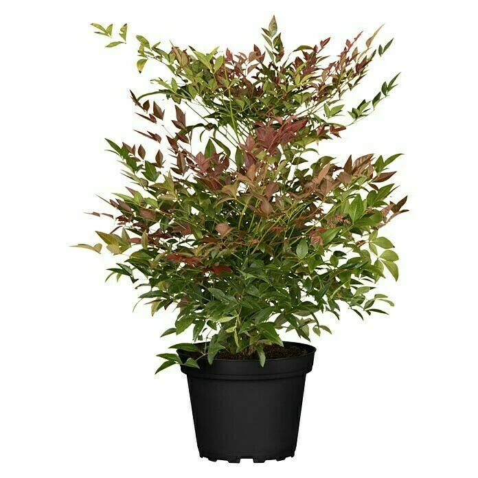 BAUHAUS Piardino Himmelsbambus Nandina Domestica 3 BAUHAUS Piardino Himmelsbambus Nandina Domestica