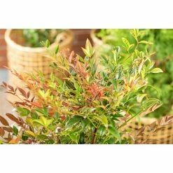 BAUHAUS Piardino Himmelsbambus Nandina Domestica 6 BAUHAUS Piardino Himmelsbambus Nandina Domestica -Gartenpflanzen Verkäufe 12 624