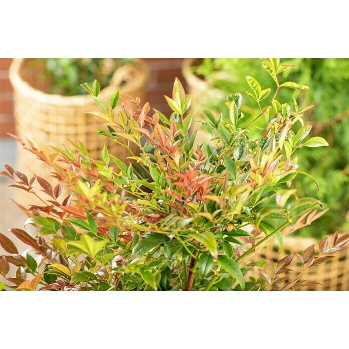 BAUHAUS Piardino Himmelsbambus Nandina Domestica 4 BAUHAUS Piardino Himmelsbambus Nandina Domestica – Bild 2