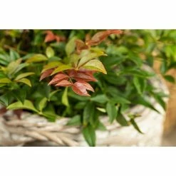 BAUHAUS Piardino Himmelsbambus Nandina Domestica 7 BAUHAUS Piardino Himmelsbambus Nandina Domestica -Gartenpflanzen Verkäufe 12 625