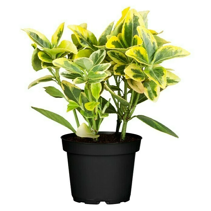 BAUHAUS Piardino Spindelstrauch Emerald Gold Euonymus Fortunei 'Emerald Gold', Gelb/Grün 3 BAUHAUS Piardino Spindelstrauch Emerald Gold Euonymus Fortunei 'Emerald Gold', Gelb/Grün