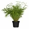 BAUHAUS Piardino Muriel-Bambus Fargesia Murielae, 2 L 2 BAUHAUS Piardino Muriel-Bambus Fargesia Murielae, 2 L -Gartenpflanzen Verkäufe 12 628