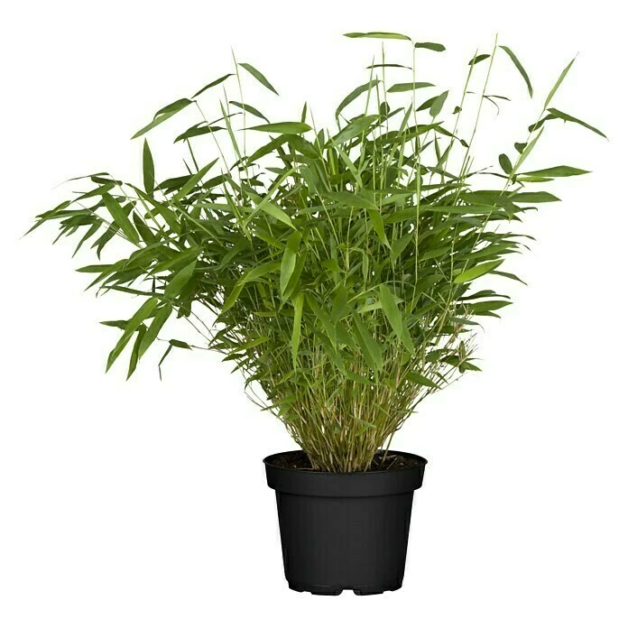 BAUHAUS Piardino Muriel-Bambus Fargesia Murielae, 2 L 3 BAUHAUS Piardino Muriel-Bambus Fargesia Murielae, 2 L