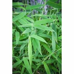 BAUHAUS Piardino Muriel-Bambus Fargesia Murielae, 2 L 5 BAUHAUS Piardino Muriel-Bambus Fargesia Murielae, 2 L -Gartenpflanzen Verkäufe 12 629