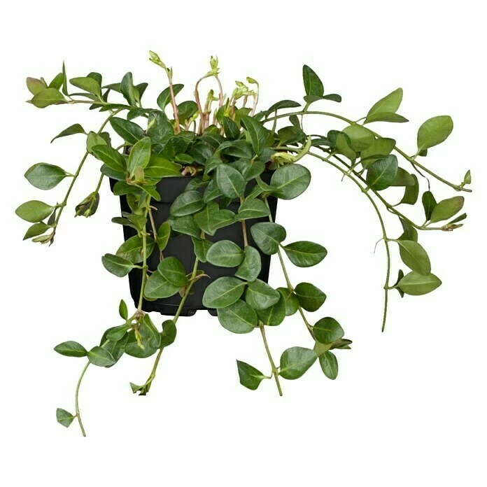 BAUHAUS Piardino Kleinblättriges Immergrün Vinca Minor, Weiß 3 BAUHAUS Piardino Kleinblättriges Immergrün Vinca Minor, Weiß