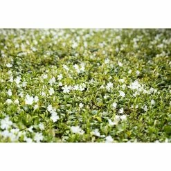 BAUHAUS Piardino Kleinblättriges Immergrün Vinca Minor, Weiß 6 BAUHAUS Piardino Kleinblättriges Immergrün Vinca Minor, Weiß -Gartenpflanzen Verkäufe 12 631