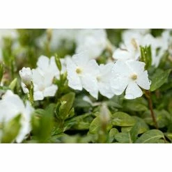 BAUHAUS Piardino Kleinblättriges Immergrün Vinca Minor, Weiß 7 BAUHAUS Piardino Kleinblättriges Immergrün Vinca Minor, Weiß -Gartenpflanzen Verkäufe 12 632