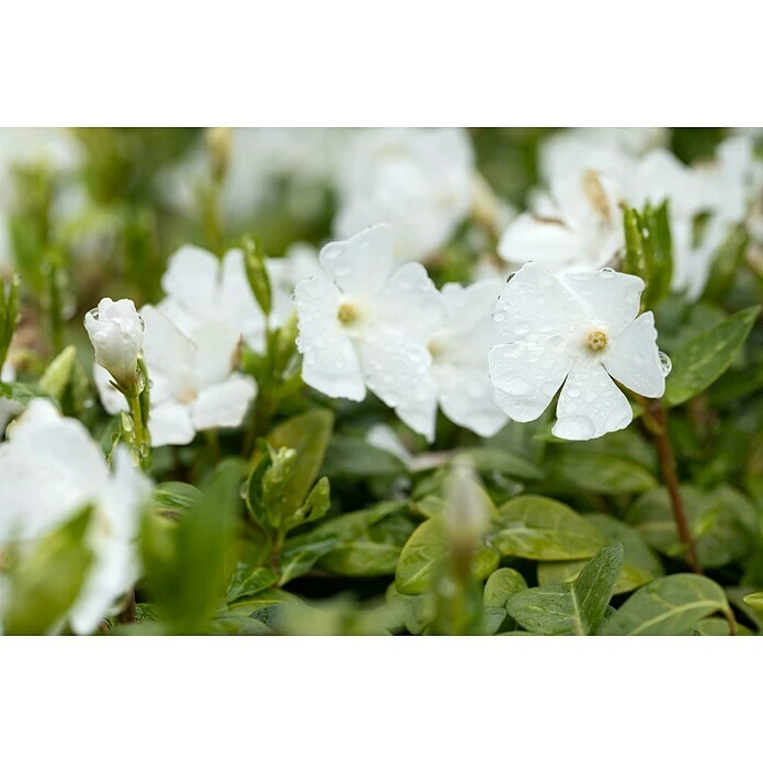 BAUHAUS Piardino Kleinblättriges Immergrün Vinca Minor, Weiß 5 BAUHAUS Piardino Kleinblättriges Immergrün Vinca Minor, Weiß – Bild 3
