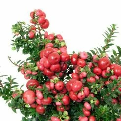 BAUHAUS Piardino Torfmyrte Gaultheria Mucronata, Topfgröße: 11 Cm, Weiß -Gartenpflanzen Verkäufe 12 634