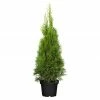 BAUHAUS Piardino Lebensbaum Thuja Occidentalis 'Smaragd', Topfvolumen: 12 L, Aktuelle Wuchshöhe: 125 Cm - 150 Cm -Gartenpflanzen Verkäufe 12 635