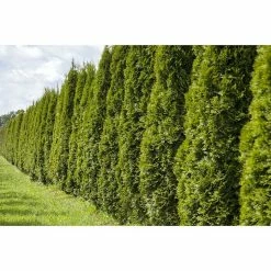 BAUHAUS Piardino Lebensbaum Thuja Occidentalis 'Smaragd', Topfvolumen: 12 L, Aktuelle Wuchshöhe: 125 Cm - 150 Cm -Gartenpflanzen Verkäufe 12 638