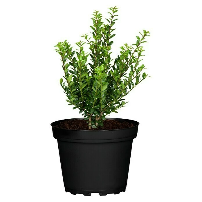 BAUHAUS Piardino Bergilex Robustico Ilex Crenata 'Robustico' 3 BAUHAUS Piardino Bergilex Robustico Ilex Crenata 'Robustico'