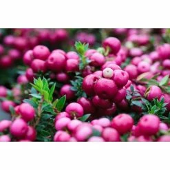 BAUHAUS Piardino Torfmyrte Gaultheria Mucronata, Weiß -Gartenpflanzen Verkäufe 12 640