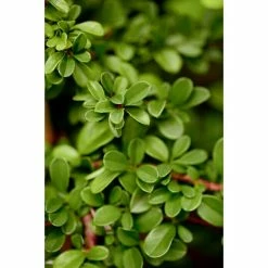 BAUHAUS Piardino Teppichmispel Radicans Cotoneaster Dammeri Radicans, Topfgröße: 9 Cm, Weiß -Gartenpflanzen Verkäufe 12 645