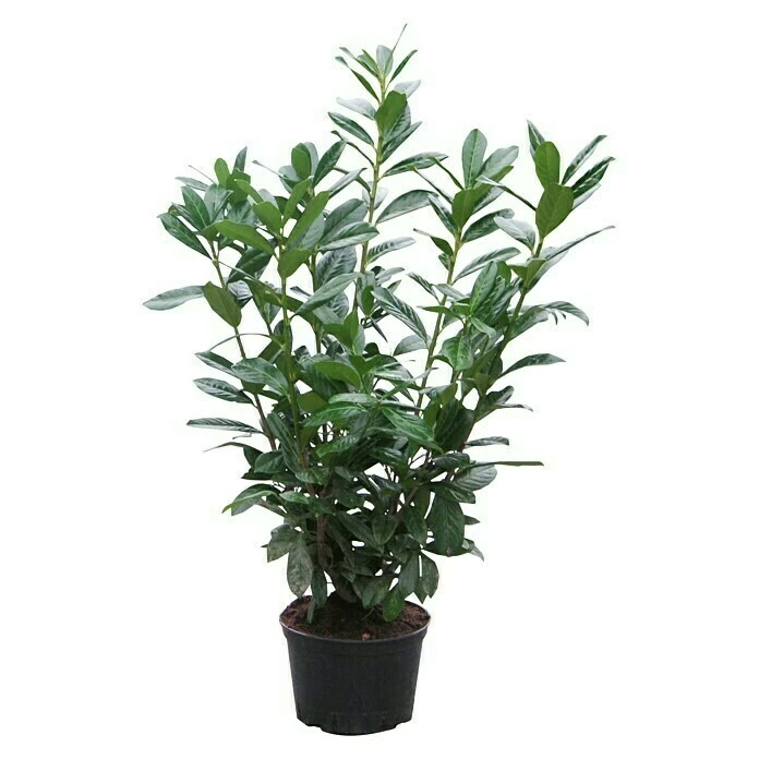 BAUHAUS Piardino Kirschlorbeer Prunus Laurocerasus, Aktuelle Wuchshöhe: 60 Cm - 80 Cm 3 BAUHAUS Piardino Kirschlorbeer Prunus Laurocerasus, Aktuelle Wuchshöhe: 60 Cm - 80 Cm