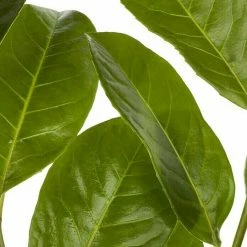 BAUHAUS Piardino Kirschlorbeer Prunus Laurocerasus, Aktuelle Wuchshöhe: 60 Cm - 80 Cm 7 BAUHAUS Piardino Kirschlorbeer Prunus Laurocerasus, Aktuelle Wuchshöhe: 60 Cm - 80 Cm -Gartenpflanzen Verkäufe 12 647