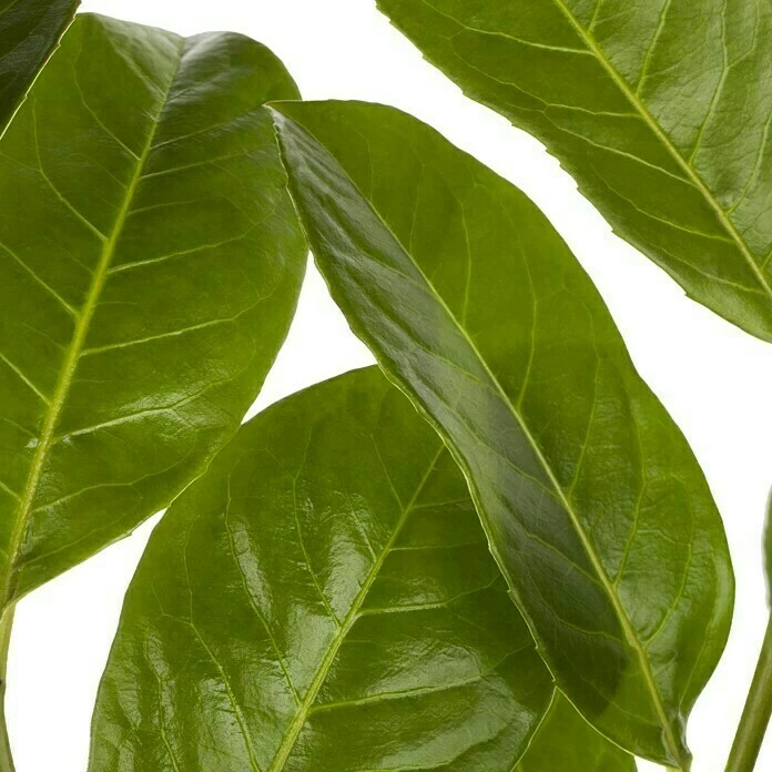 BAUHAUS Piardino Kirschlorbeer Prunus Laurocerasus, Aktuelle Wuchshöhe: 60 Cm - 80 Cm 4 BAUHAUS Piardino Kirschlorbeer Prunus Laurocerasus, Aktuelle Wuchshöhe: 60 Cm - 80 Cm – Bild 2