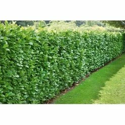 BAUHAUS Piardino Kirschlorbeer Prunus Laurocerasus, Aktuelle Wuchshöhe: 60 Cm - 80 Cm 8 BAUHAUS Piardino Kirschlorbeer Prunus Laurocerasus, Aktuelle Wuchshöhe: 60 Cm - 80 Cm -Gartenpflanzen Verkäufe 12 648