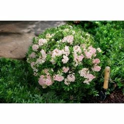 BAUHAUS Piardino Zwergrhododendron Rhododendron Micranthum 'Bloombux', Topfgröße: 17 Cm -Gartenpflanzen Verkäufe 12 655