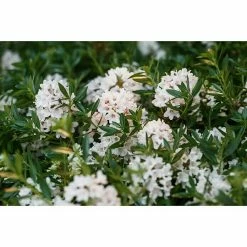 BAUHAUS Piardino Zwergrhododendron Rhododendron Micranthum 'Bloombux', Topfgröße: 17 Cm -Gartenpflanzen Verkäufe 12 656