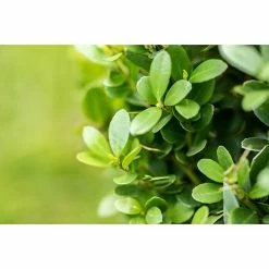 BAUHAUS Japan-Stechpalme 'Robustico' Ilex Crenata 'Robustico', Blütenfarbe: Cremeweiß -Gartenpflanzen Verkäufe 12 659