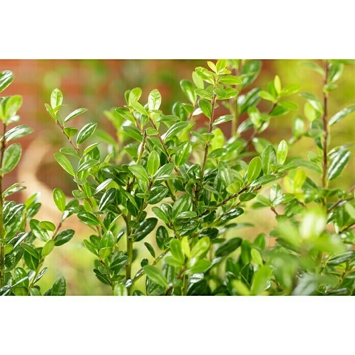 BAUHAUS Piardino Bergilex Robustico Ilex Crenata 'Robustico' 5 BAUHAUS Piardino Bergilex Robustico Ilex Crenata 'Robustico' – Bild 3