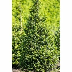 BAUHAUS Japan-Stechpalme 'Robustico' Ilex Crenata 'Robustico', Blütenfarbe: Cremeweiß -Gartenpflanzen Verkäufe 12 660