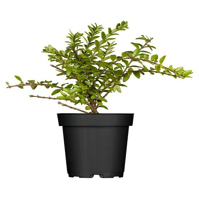 BAUHAUS Piardino Heckenmyrthe Maigrün Lonicera Nitida 'Maigrün', Weiß 3 BAUHAUS Piardino Heckenmyrthe Maigrün Lonicera Nitida 'Maigrün', Weiß