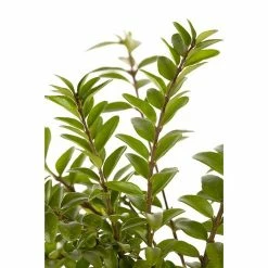 BAUHAUS Piardino Heckenmyrthe Maigrün Lonicera Nitida 'Maigrün', Weiß 5 BAUHAUS Piardino Heckenmyrthe Maigrün Lonicera Nitida 'Maigrün', Weiß -Gartenpflanzen Verkäufe 12 662