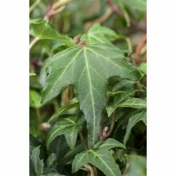 BAUHAUS Piardino Efeu Hedera Helix, Grün/Gelb -Gartenpflanzen Verkäufe 12 664