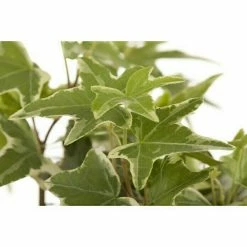 BAUHAUS Piardino Efeu Hedera Helix, Grün/Gelb -Gartenpflanzen Verkäufe 12 665